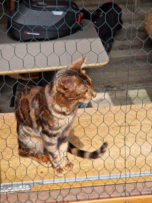 Cat seen from the outside as we left at Katzentempel in Regensburg