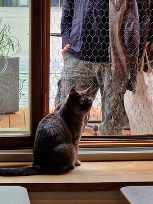 at Katzentempel in Regensburg
