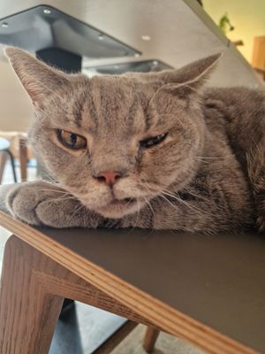 💜 at Katzentempel in Regensburg