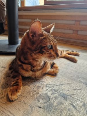 💜 at Katzentempel in Regensburg