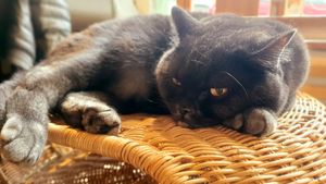  at Katzentempel in Regensburg