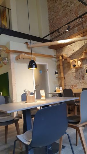  at Katzentempel in Regensburg