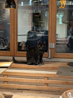 one of the cats :) at Katzentempel in Regensburg