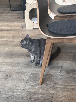 Katzi  at Katzentempel in Regensburg