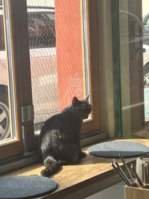 Katzi  at Katzentempel in Regensburg