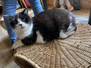   at Katzentempel in Regensburg