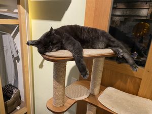   at Katzentempel in Regensburg