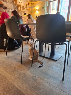  at Katzentempel in Regensburg