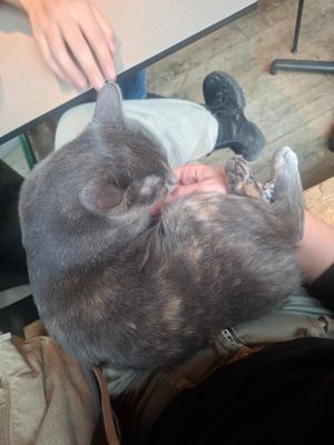 Cuddly cat at Katzentempel in Regensburg