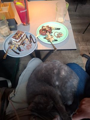 Tiramisu, snickers and guave-dragonfruit lemonade at Katzentempel in Regensburg