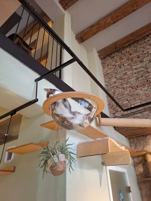  at Katzentempel in Regensburg