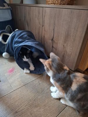  at Katzentempel in Regensburg