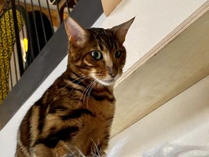 cat at Katzentempel in Regensburg