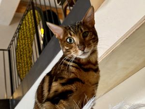 cat at Katzentempel in Regensburg