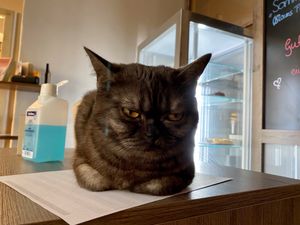 grumpy cat at Katzentempel in Regensburg