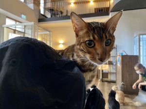 cat at Katzentempel in Regensburg