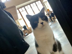 cat at Katzentempel in Regensburg