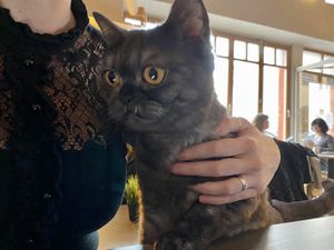 cat at Katzentempel in Regensburg