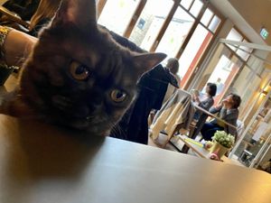 "starving" cat 😸 at Katzentempel in Regensburg