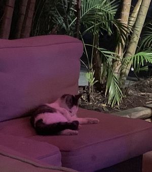 Live Entertainment! Ha ha  at Death or Glory Bar in Delray Beach