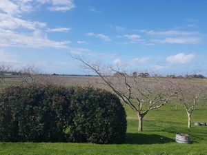 The view from the cellar door at Te Awanga Estate  in Te Awanga