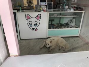 Nico, whose name contributes to Nicoco! at Nicoco Hawaiian Gelato in Hilo