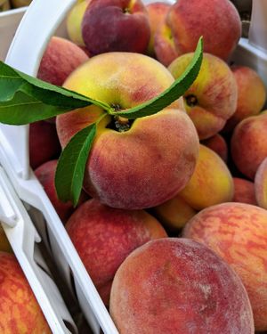 Peaches from South Carolina at The Market at Cedar Point in Cedar Point