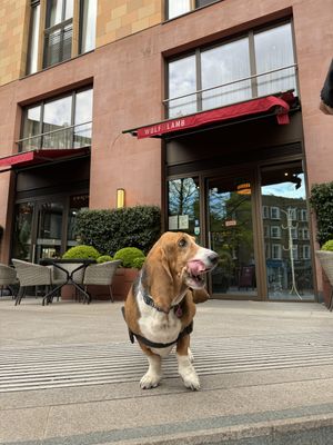 Amy loved it too ☺️  at Wulf & Lamb Marylebone in London