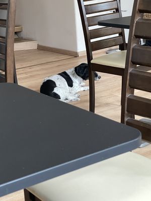 Their lovely dog😄 at Vegan Loving Hut Neubau in Vienna