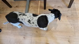 the restaurant dog 😍 at Vegan Loving Hut Neubau in Vienna