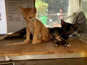 Kittens! 😍😽  at Khmer Food Café - Food Stall in Kampot