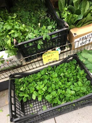 Fresh herbs, a massive bunch of coriander is only 50p! at Reena Food Store in Rochester