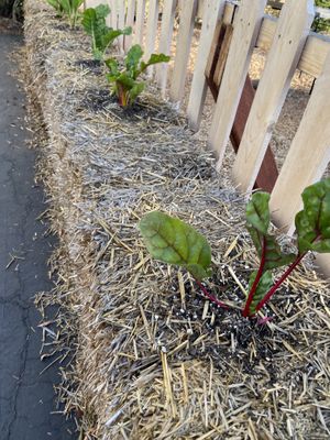 Fresh food!  at The Plot in Oceanside