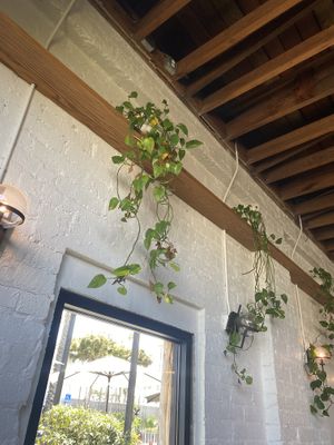   at The Plot in Oceanside