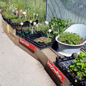 Flowers, herbs and more are sold in huge variety during summertime at BioWelten BistroCafé & Organic Supermarket in Immenstadt