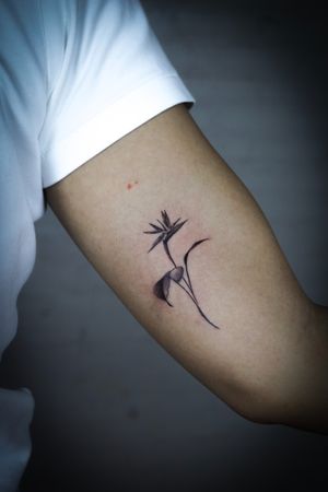 𝙄𝙂: 𝙣𝙖𝙩𝙚_𝙩𝙝𝙖𝙞𝙡𝙖𝙣𝙙 🌿Minimal realistic bird of paradise flower tattoo by a tattoo artist in Chiang Mai, Thailand at Baan Khagee Tattoo in Chiang Mai