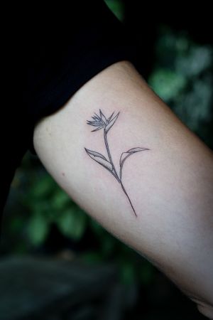 𝙄𝙂: 𝙣𝙖𝙩𝙚_𝙩𝙝𝙖𝙞𝙡𝙖𝙣𝙙 🌿 Fine line bird of paradise flower tattoo by Baan Khagee Tattoo Chiang Mai, Thailand at Baan Khagee Tattoo in Chiang Mai