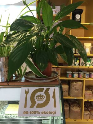 🌱 at Little Local in Svendborg