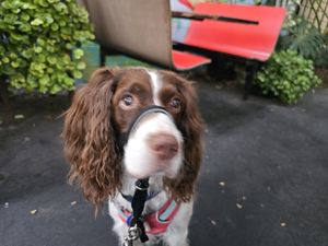 Rosie says hello at Evolution Fast Food in San Diego