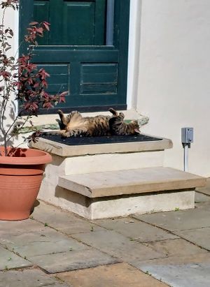 Hogarth showing off his cuteness at Black Sheep Inn in Hammondsport