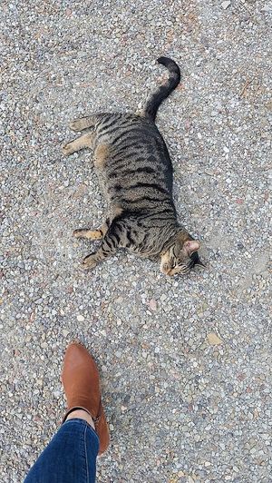 Warm welcome from Hogarth at Black Sheep Inn in Hammondsport