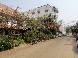 Look for these lovely trees at Good in Vientiane