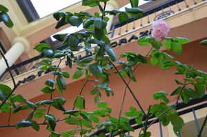 Front. at Hotel Villa Grazia in Cesenatico