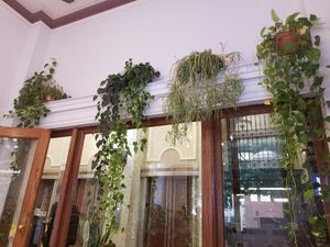 Ivy at Sleepyhead Coffee in Chattanooga