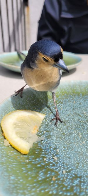  at Rabaçal Nature Spot Café in Estreito Da Calheta