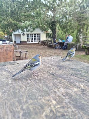  at Rabaçal Nature Spot Café in Estreito Da Calheta