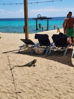 Iguana begging for food at Kokomo Beach Restaurant in Willemstad