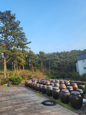  at Puleunsolmalg Eunhyang 푸른솔맑은향 in Jeju