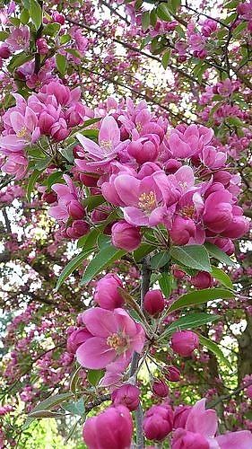 my favorite at Puleunsolmalg Eunhyang 푸른솔맑은향 in Jeju