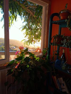  at Camu Camu in La Palma